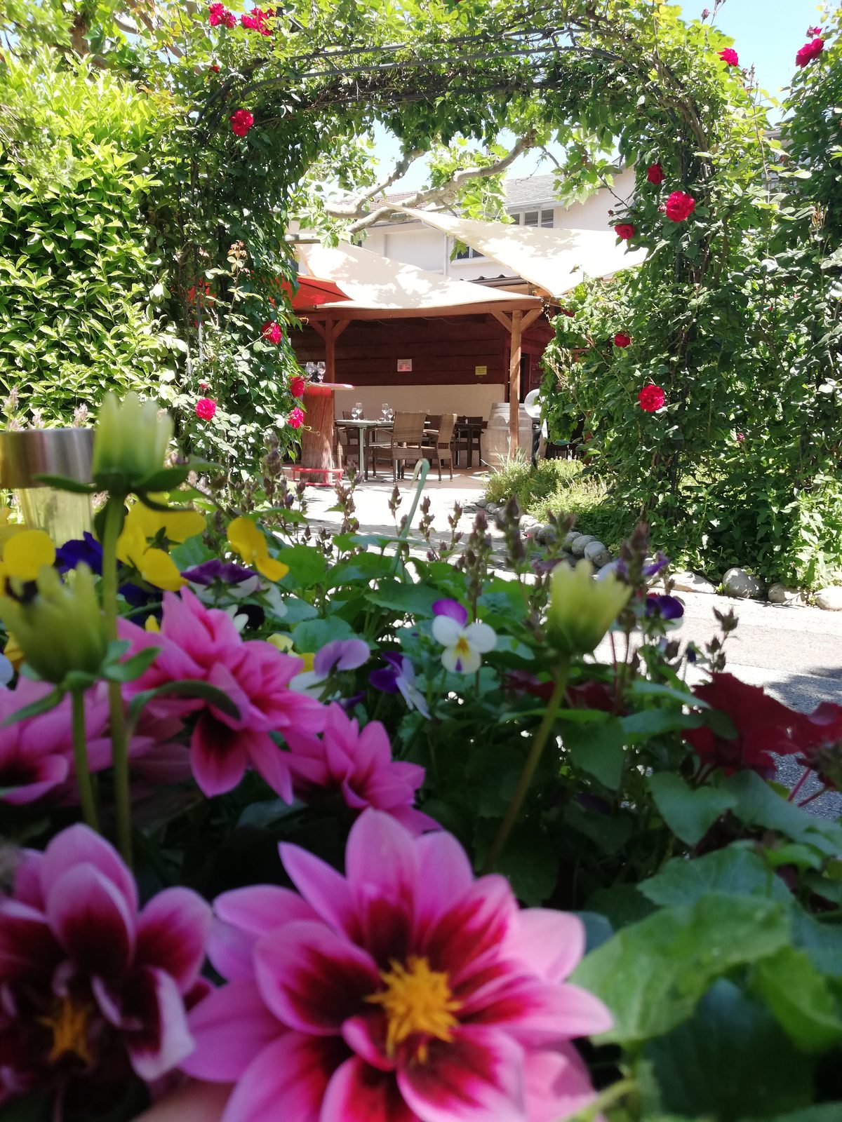 Jardin fleuri aux dahlias roses, terrasse en arrière-plan